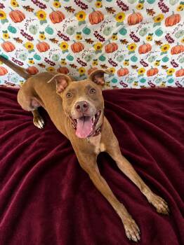 Angel -  Pit Bull Terrier Dog for Adoption in Chickasha, Oklahoma - Angel | PetCurious