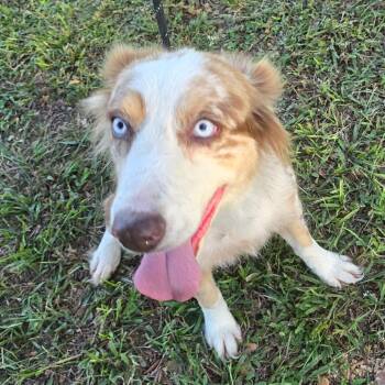 Bisbee -  Australian Shepherd Dog for Adoption in Williston, Florida - Bisbee | PetCurious