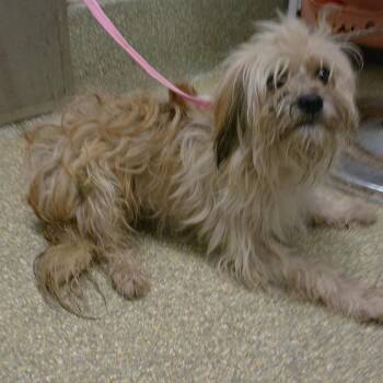 Chato -  Shih Tzu Dog for Adoption in San Gabriel, California - Chato | PetCurious