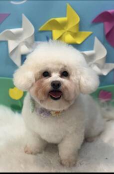 Bichon Frise Dogs Available for Adoption in Agoura Hills, California - NORANGI | PetCurious