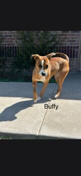 Buffy -  Australian Cattle Dog Blue Heeler and Pit Bull Terrier Dog for Adoption in Plano, Texas - Buffy | PetCurious