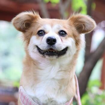 Maple -  Mixed Breed Dog for Adoption in Markham, Ontario - Maple | PetCurious