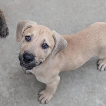 Tahoe -  Mixed Breed Dog for Adoption in Fenton, Michigan - Tahoe | PetCurious