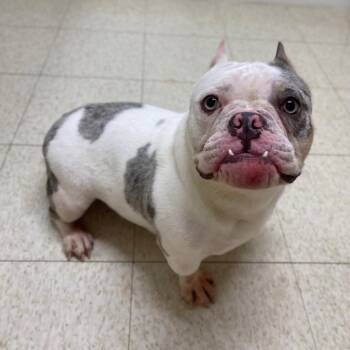English Bulldog and Mixed Breed Dogs Available for Adoption - Kneesaa | PetCurious
