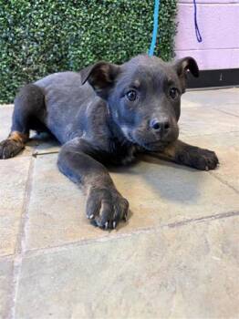 Rottweiler and Mixed Breed Dogs Available for Adoption - 60561269 | PetCurious