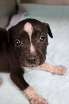 Bo Peep -  Mixed Breed Dog for Adoption in Morgantown, Kentucky - Bo Peep | PetCurious