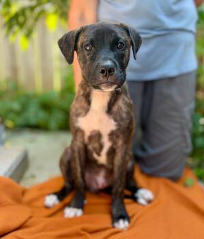 Luigi -  Boxer and Mixed Breed Dog for Adoption in Ellijay, Georgia - Luigi | PetCurious