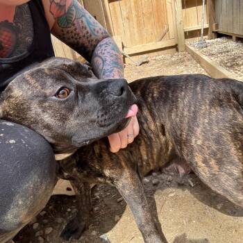 Mixed Breed Dogs Available for Adoption in Fredericksburg, Virginia - Rammilda | PetCurious