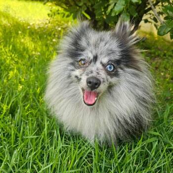 Spritz -  Pomeranian Dog for Adoption in Jackson, Missouri - Spritz | PetCurious