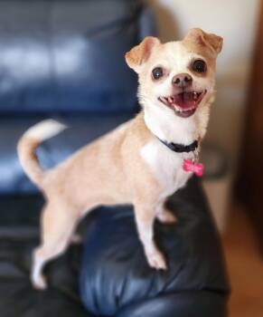 Sandy -  Chihuahua Dog for Adoption in Lisbon, Iowa - Sandy | PetCurious