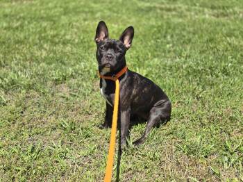 Boston Lucy -  Boston Terrier and French Bulldog Dog for Adoption in Maynardville, Tennessee - Boston Lucy | PetCurious