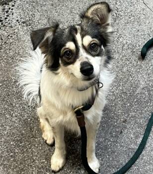 Rescue Miniature Pinscher and Pomeranian Dogs for Adoption in Honolulu, Hawaii - Dasher | PetCurious