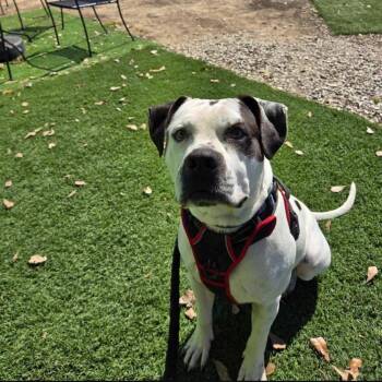 Rescue Pit Bull Terrier Dogs for Adoption in Mabank, Texas - Odie | PetCurious