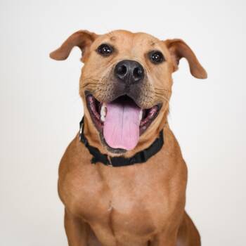 Rescue Mixed Breed Dogs for Adoption in West Palm Beach, Florida - Fiona | PetCurious
