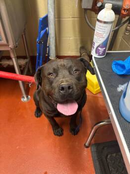 Mixed Breed Dogs Available for Adoption in Douglasville, Georgia - Scout Shepherd | PetCurious