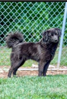 Dandy -  Border Collie and Spaniel Dog for Adoption in Aurora, Indiana - Dandy | PetCurious