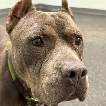 Rhonda -  Pit Bull Terrier Dog for Adoption in Dayton, Ohio - Rhonda | PetCurious