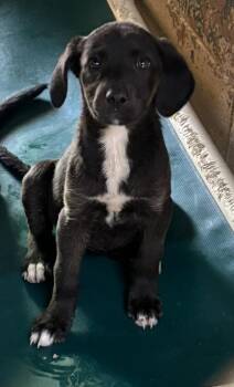Labrador Retriever Dogs Available for Adoption in Swainsboro, Georgia - Dawn | PetCurious