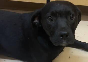 BETSY -  Terrier Dog for Adoption in Elizabethton, Tennessee - BETSY | PetCurious
