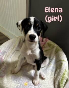 Elena -  Mixed Breed Dog for Adoption in Bossier City, Louisiana - Elena | PetCurious
