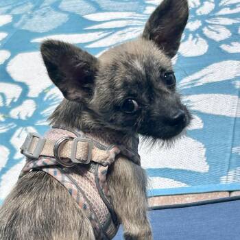 Mavis -  Mixed Breed Dog for Adoption in Bradenton, Florida - Mavis | PetCurious
