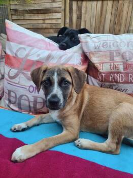 Rescue Australian Shepherd and Black Labrador Retriever Dogs for Adoption in Los Angeles, California - JUNE And JILLY | PetCurious