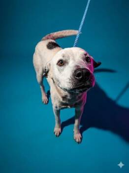 Mixed Breed Dogs Available for Adoption in Jacksonville, Florida - NANOOK | PetCurious