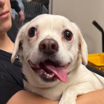 Girl -  Chihuahua Dog for Adoption in Yuma, Arizona - Girl | PetCurious