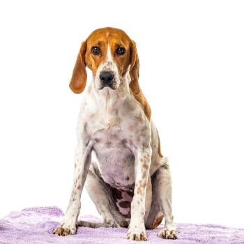Stella Brown -  American Foxhound and Mixed Breed Dog for Adoption in Reno, Nevada - Stella Brown | PetCurious