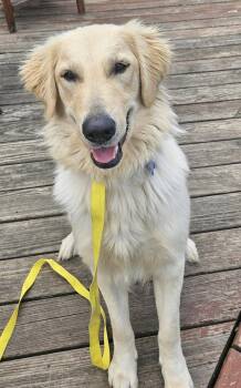 Golden Retriever Dogs Available for Adoption in Hillside, Illinois - Maxine CA | PetCurious