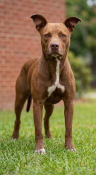 Edward -  Mixed Breed Dog for Adoption in Albertville, Alabama - Edward | PetCurious