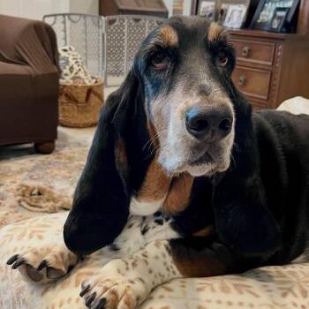 Sherlock -  Basset Hound Dog for Adoption in Farragut, Tennessee - Sherlock | PetCurious