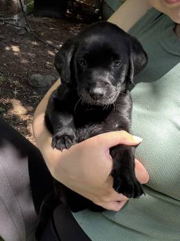 Ben -  Labrador Retriever Dog for Adoption in Seattle, Washington - Ben | PetCurious