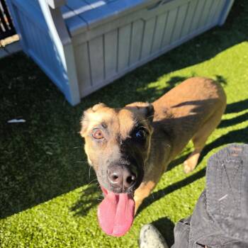 Coconut Milk -  Shepherd and Mixed Breed Dog for Adoption in Greensboro, North Carolina - Coconut Milk | PetCurious