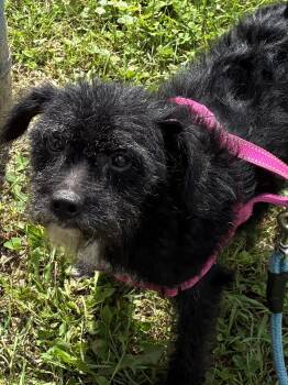 Lily -  Terrier Dog for Adoption in Indiana, Pennsylvania - Lily | PetCurious