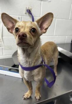 Chihuahua Dogs Available for Adoption - KEENEY | PetCurious