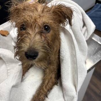 Terrier and Poodle Dogs Available for Adoption - Geylong | PetCurious