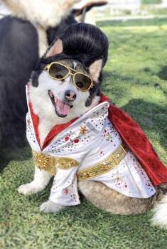 Pomsky Dogs Available for Adoption | PetCurious