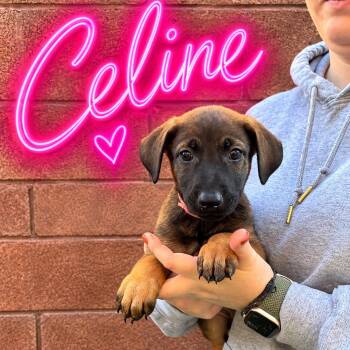 Celine -  Doberman Pinscher Dog for Adoption in Las Vegas, Nevada - Celine | PetCurious
