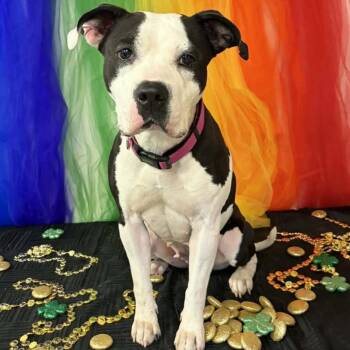 Pit Bull Terrier Dogs Available for Adoption in Columbia, Missouri - Paisley | PetCurious