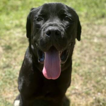 Buster -  Cane Corso and Mixed Breed Dog for Adoption in San Jacinto, California - Buster | PetCurious