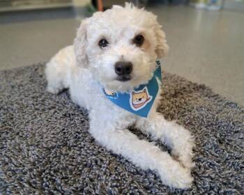 BOY -  Maltese and Mixed Breed Dog for Adoption in Tustin, California - BOY | PetCurious