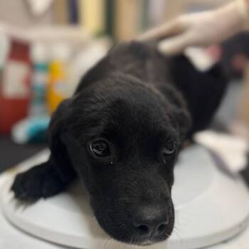 Black Labrador Retriever and Mixed Breed Dogs Available for Adoption in Lucedale, Mississippi - LILY  (pink Collar) | PetCurious
