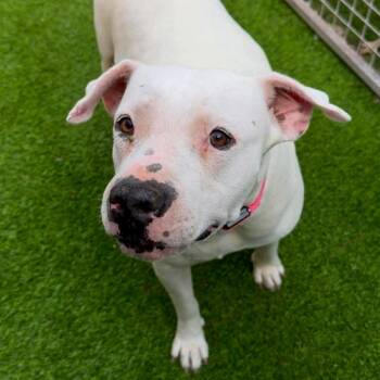 Lyka -  Pit Bull Terrier Dog for Adoption in Tampa, Florida - Lyka | PetCurious