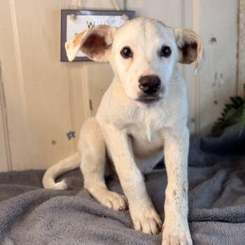 Yellow Labrador Retriever and Catahoula Leopard Dog Dogs Available for Adoption in Atlanta, Texas - Hudson | PetCurious