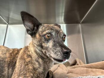 Daisy -  Chihuahua Dog for Adoption in Kingman, Arizona - Daisy | PetCurious