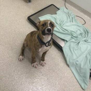 Zig -  Boxer and Mixed Breed Dog for Adoption - Zig | PetCurious