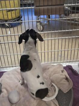 Rescue Dachshund Dogs for Adoption in Houston, Texas - Tom Cruise | PetCurious