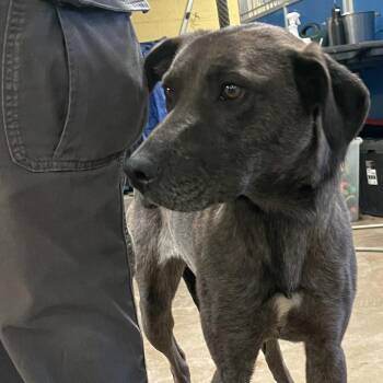 Sunny -  Plott Hound Dog for Adoption in Flagstaff, Arizona - Sunny | PetCurious