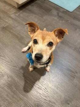 Remy -  Jack Russell Terrier Dog for Adoption in West Palm Beach, Florida - Remy | PetCurious